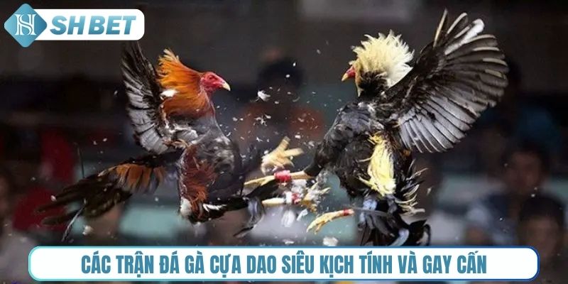 Các trận đá gà cựa dao siêu kịch tính và gay cấn
