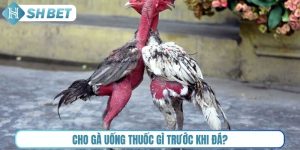 Cho gà uống thuốc gì trước khi đá