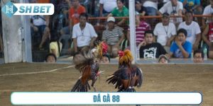 Đá gà 88