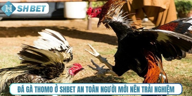 Đá gà Thomo ở Shbet an toàn người mới nên trải nghiệm