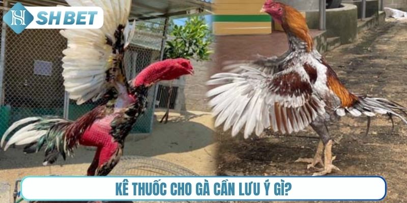 Kê thuốc cho gà cần lưu ý gì?