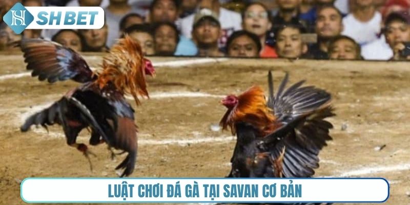 Luật chơi đá gà tại Savan cơ bản