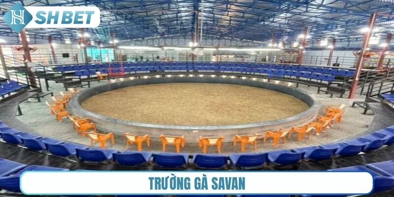 Trường gà Savan