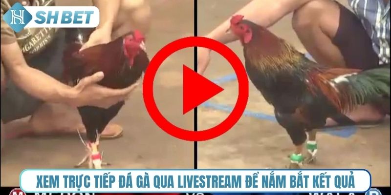 Xem đá gà trực tiếp qua livestream để nắm bắt kết quả