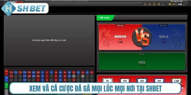 Xem và cá cược đá gà mọi lúc mọi nơi tại Shbet